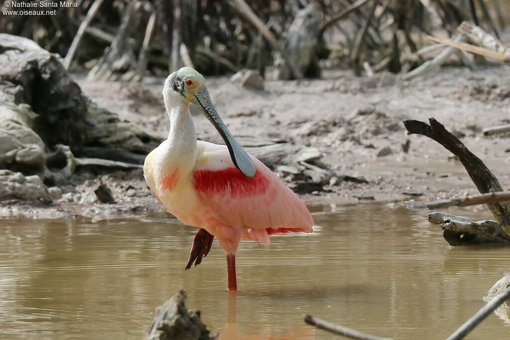 Roseate Spoonbilladult breeding, identification