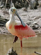 Roseate Spoonbill