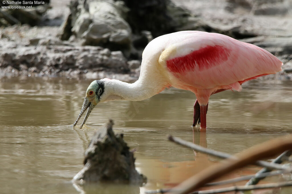 Roseate Spoonbilladult breeding, identification, fishing/hunting