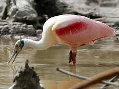 Roseate Spoonbill