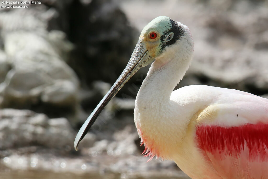 Roseate Spoonbilladult breeding, close-up portrait