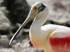 Roseate Spoonbill