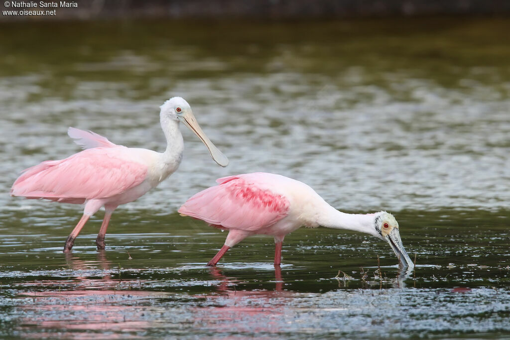 Roseate Spoonbilladult post breeding, identification, walking, fishing/hunting