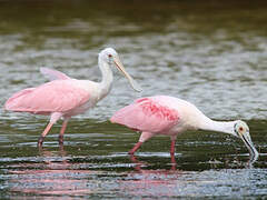 Roseate Spoonbill