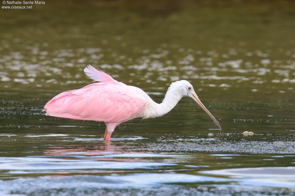 Roseate Spoonbilladult post breeding, identification