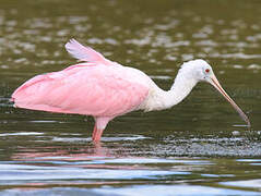 Roseate Spoonbill