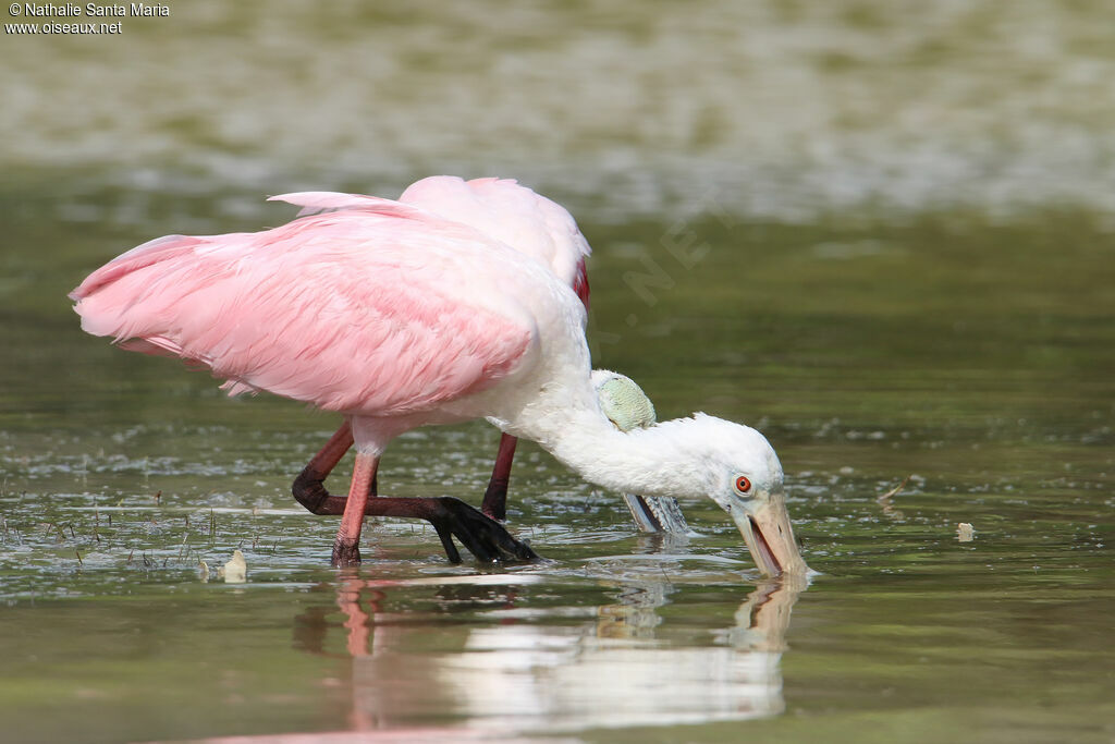 Roseate Spoonbilladult post breeding, walking, fishing/hunting