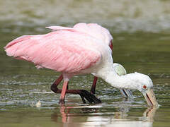 Roseate Spoonbill