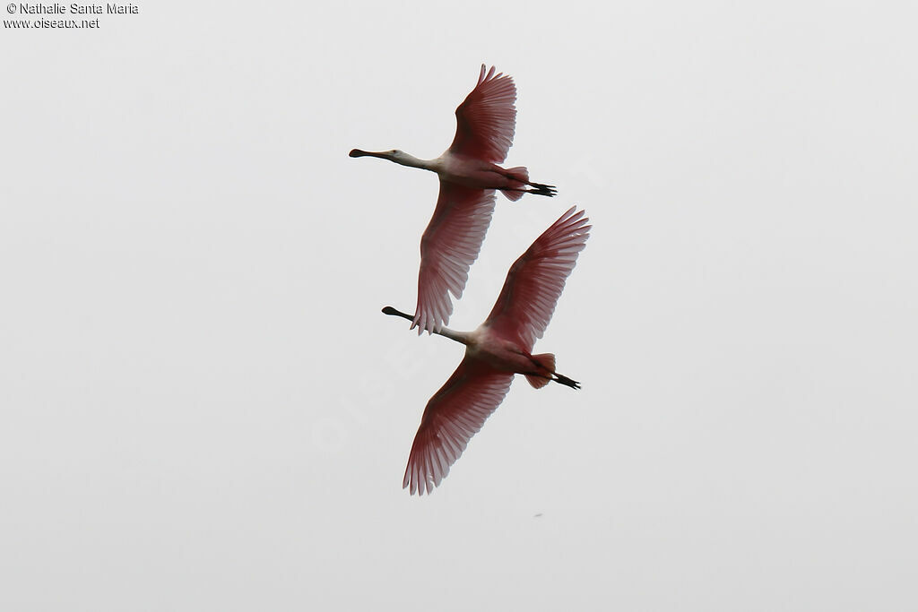 Roseate Spoonbilladult, Flight