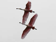 Roseate Spoonbill