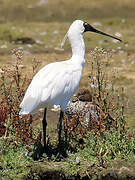 Royal Spoonbill