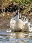 Royal Spoonbill