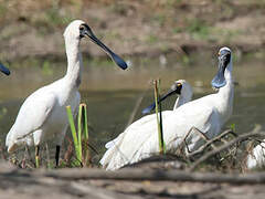 Royal Spoonbill