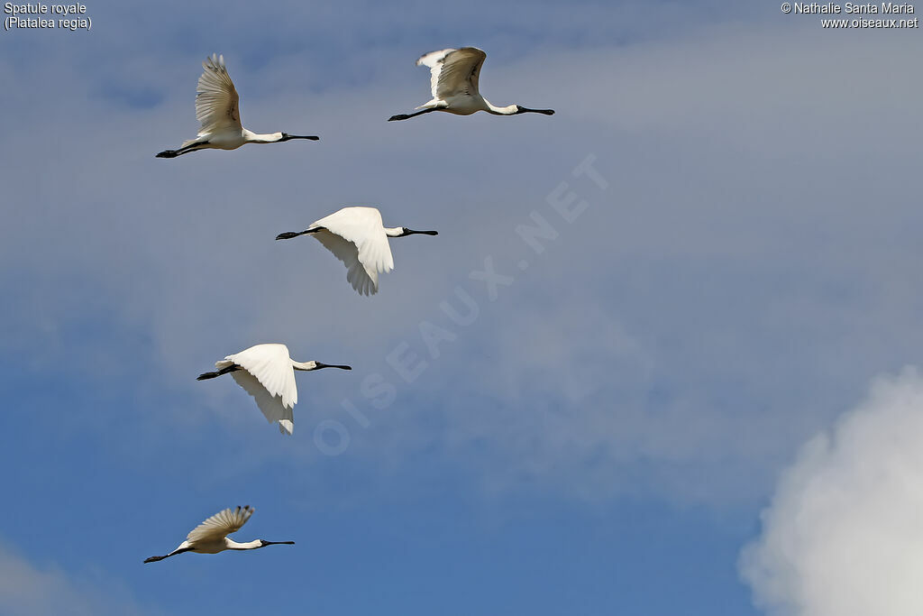 Royal Spoonbill, Flight