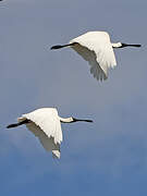 Royal Spoonbill