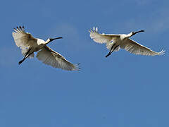 Royal Spoonbill