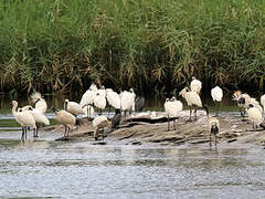 Royal Spoonbill