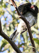 Australasian Figbird