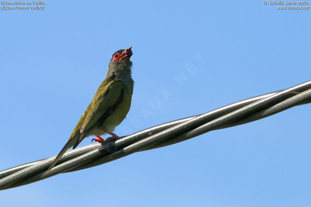 Australasian Figbirdadult, identification, feeding habits, clues