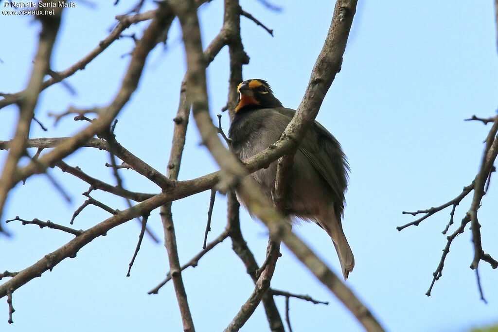 Sporophile grand-chanteur mâle adulte, identification