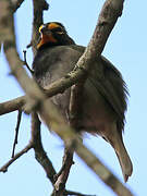 Yellow-faced Grassquit