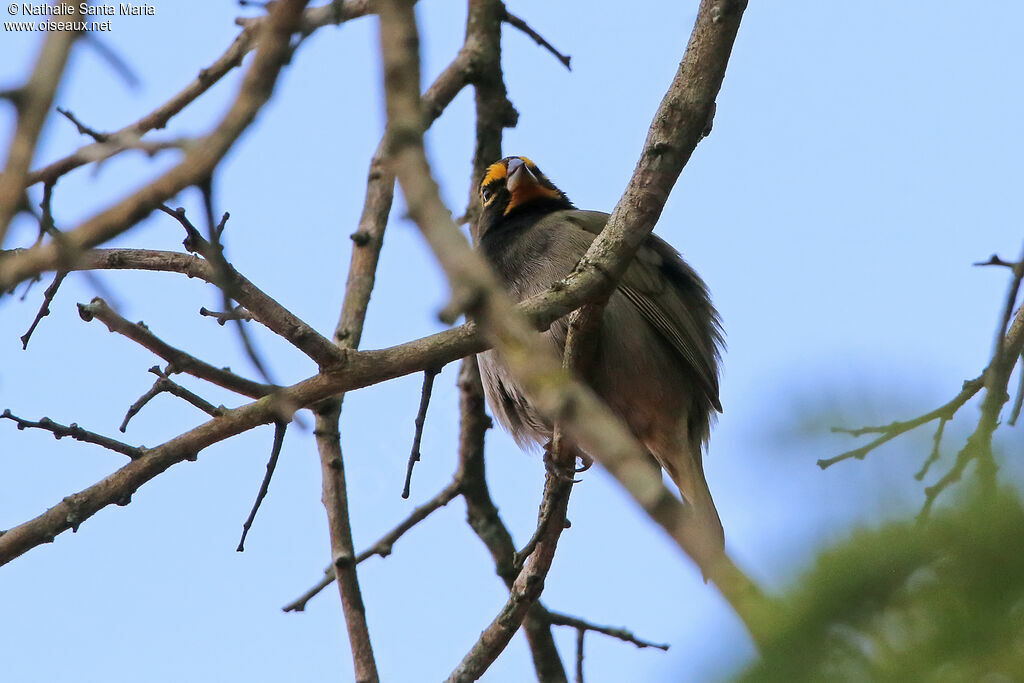 Sporophile grand-chanteur mâle adulte, identification