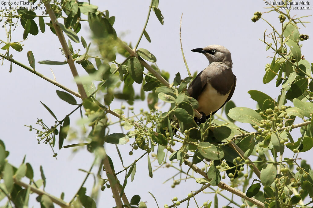 Fischer's Starlingadult, identification, habitat