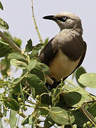 Fischer's Starling