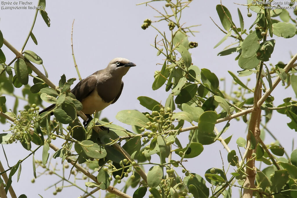 Spréo de Fischeradulte, identification, habitat, Comportement