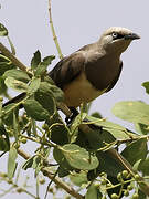 Fischer's Starling