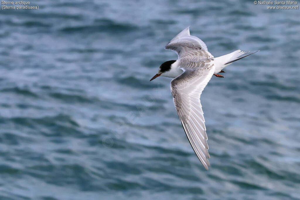 Arctic Ternadult, identification, habitat, Flight