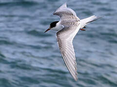 Arctic Tern