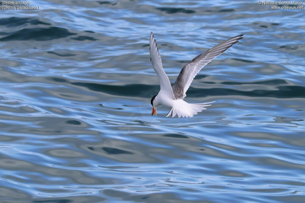 Arctic Ternadult, identification, habitat, Flight, fishing/hunting