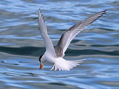 Arctic Tern