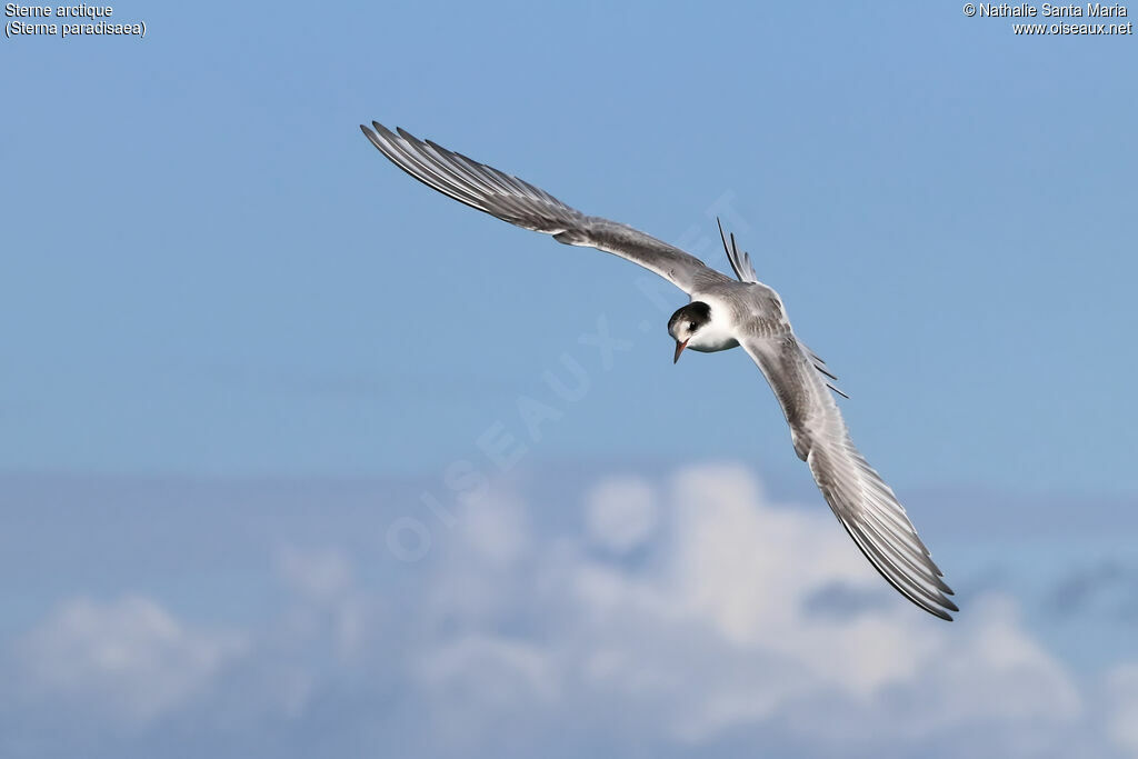 Arctic Ternadult, Flight