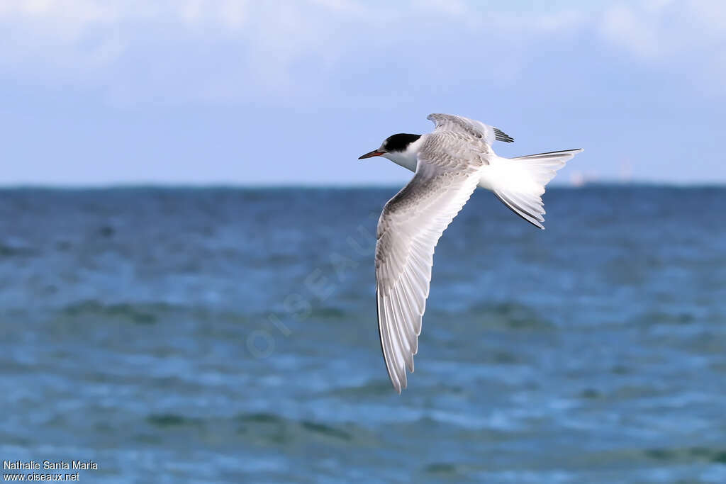 Arctic Ternjuvenile, Flight