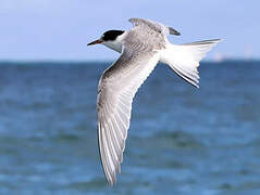 Arctic Tern