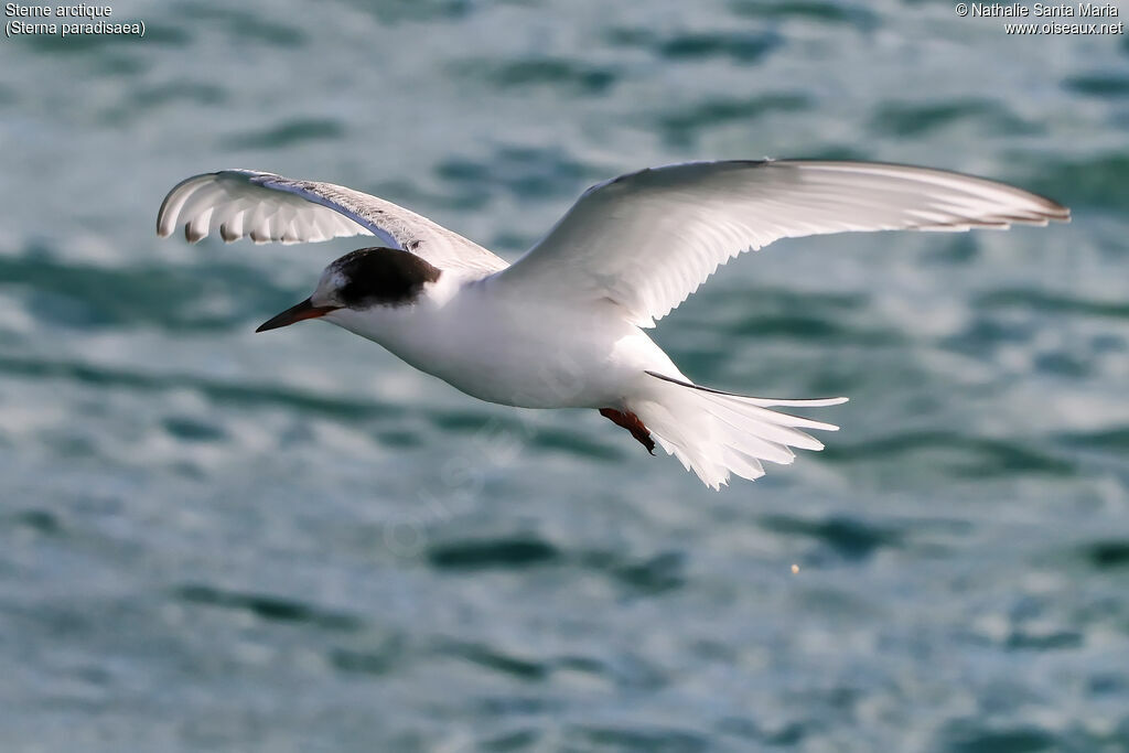 Arctic Ternadult, Flight