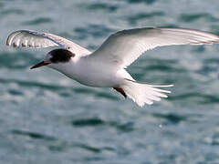 Arctic Tern