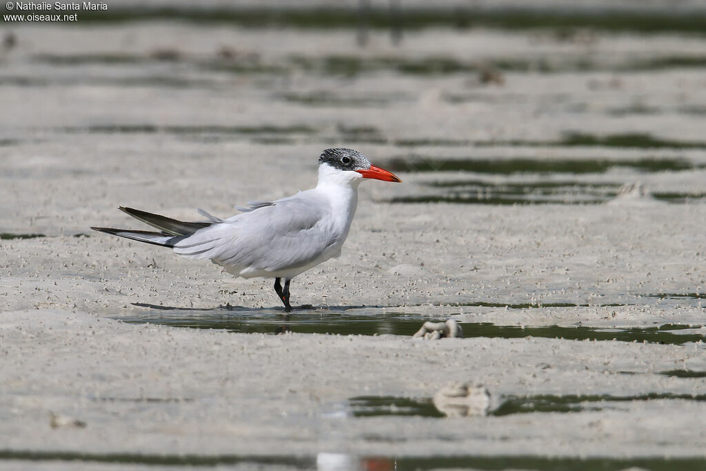 Caspian Ternadult post breeding, identification