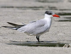 Caspian Tern