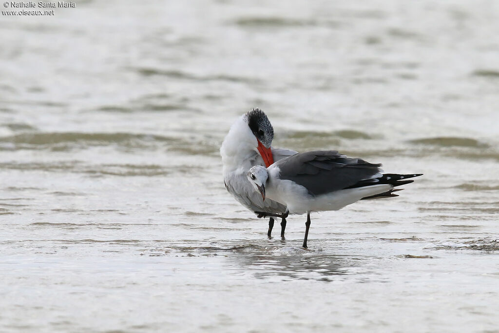 Caspian Ternadult post breeding, identification