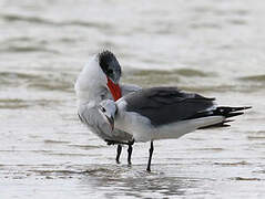 Caspian Tern