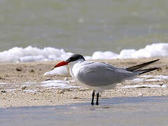 Caspian Tern