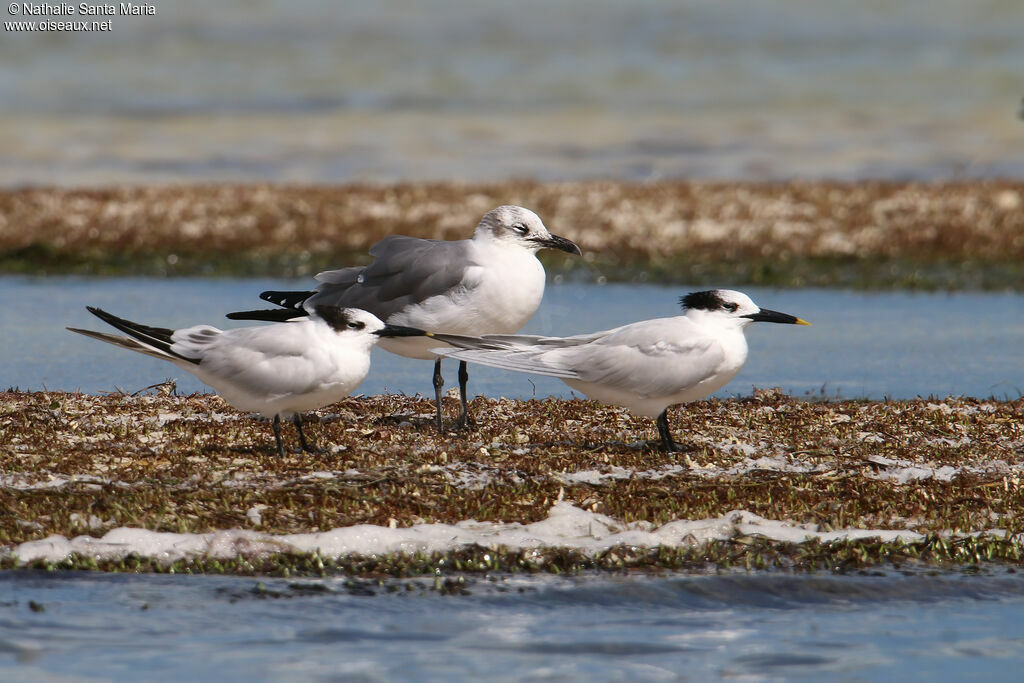 Sandwich Ternadult post breeding, identification