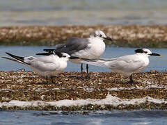 Sandwich Tern