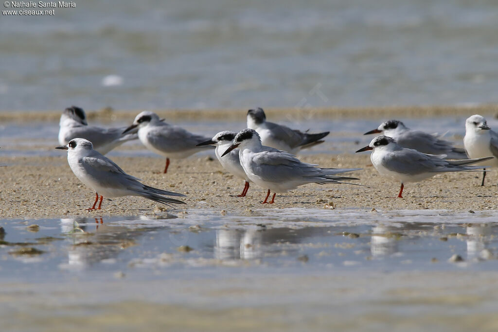 Forster's Tern, habitat