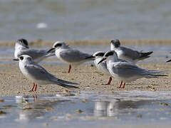 Forster's Tern