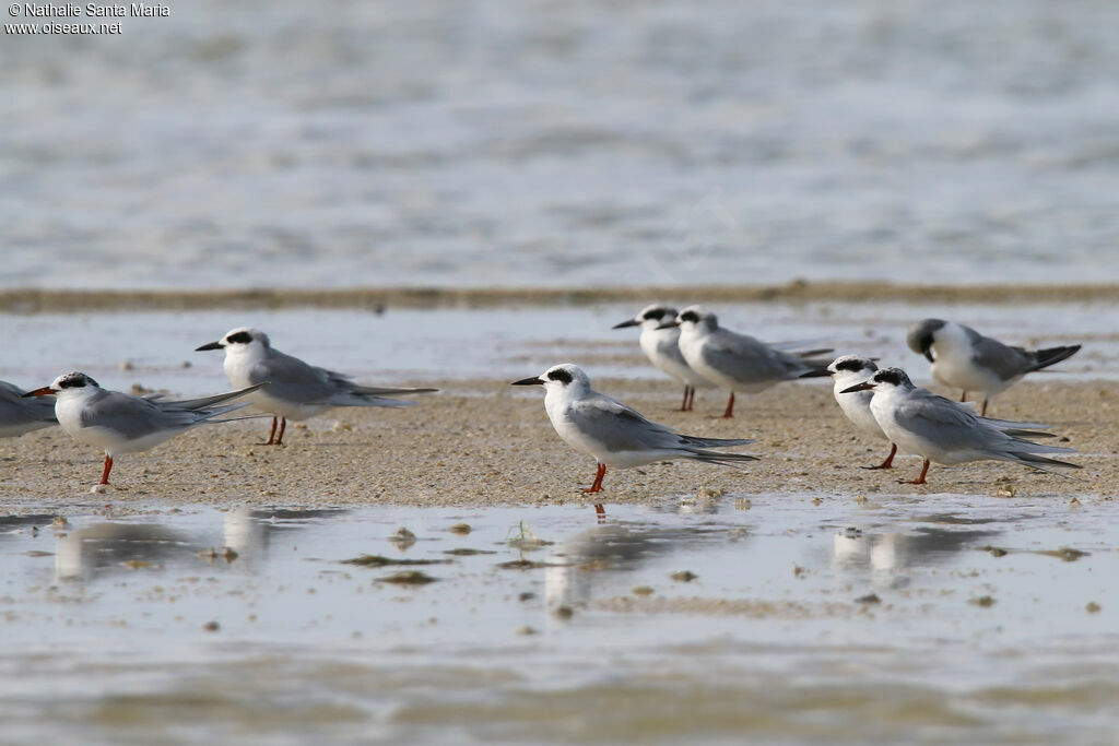 Forster's Ternadult post breeding, identification