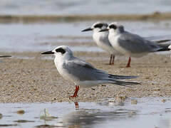 Forster's Tern